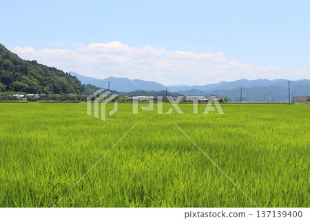 豐岡六峰稻田鸛稻種植 豐岡六峰稻田鸛稻種植 137139400