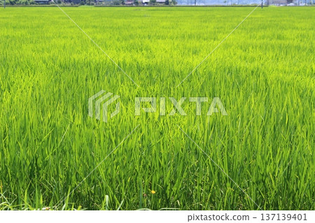 Toyooka Rokuho rice fields Stork rice rice cultivation Toyooka Rokuho rice fields Stork rice rice cultivation 137139401