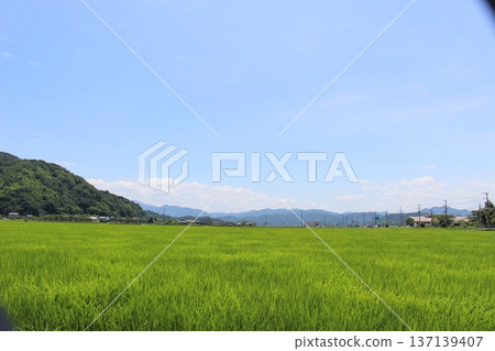 豐岡六峰稻田鸛稻種植 137139407