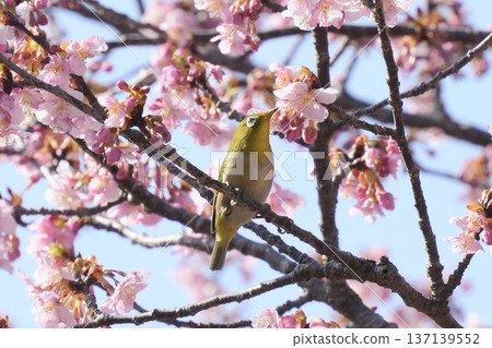 Medicine sucking honey from Kawazu cherry tree Medicine sucking honey from Kawazu cherry tree 137139552