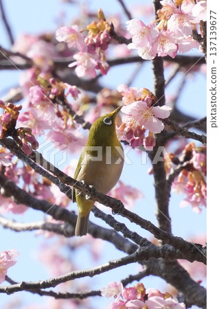 A cute yellow-green Japanese white-eye bird against the blue sky A cute yellow-green Japanese white-eye bird against the blue sky 137139677
