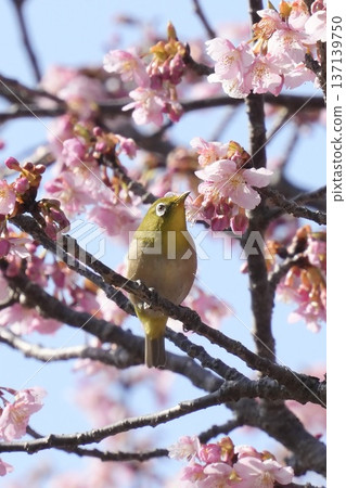 A cute yellow-green Japanese white-eye bird against the blue sky 137139750