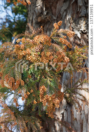 Cedar pollen Cedar pollen 137139951