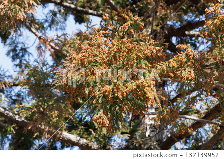 Cedar pollen 137139952