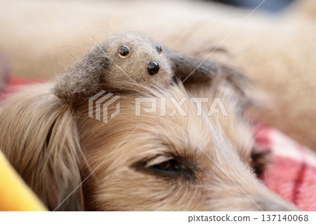 A sleepy miniature dachshund with a needle mascot made from this dog's hair on its head 137140068