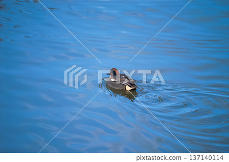 信濃川安城堤壩上的小鴨子 137140114