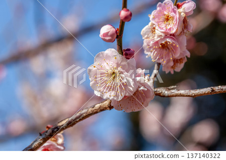 藍天下盛開的梅花特寫 [家鄉錦市，薔薇科] 137140322