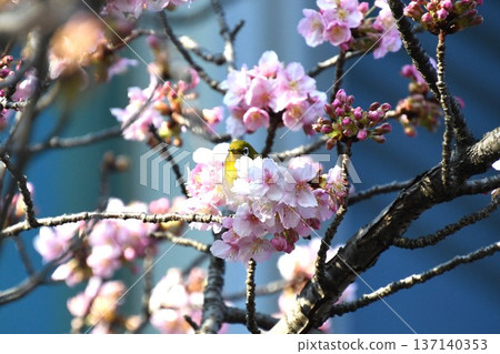 The arrival of spring: Kawazu cherry blossoms and Japanese white-eyes The arrival of spring: Kawazu cherry blossoms and Japanese white-eyes 137140353