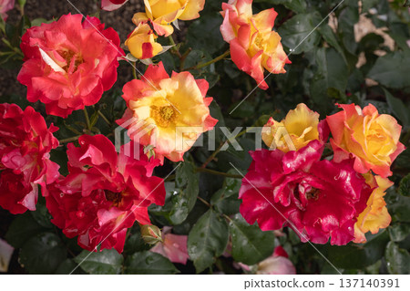 A vibrant display of orange and red roses 137140391