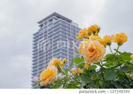 High-rise apartment buildings and yellow roses against the blue sky High-rise apartment buildings and yellow roses against the blue sky 137140393