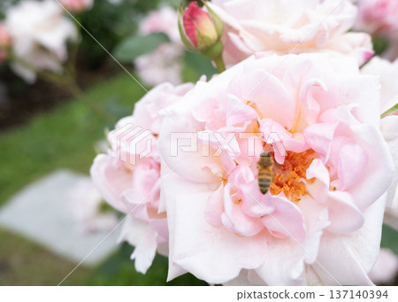 A bee resting on a rose flower and soft light A bee resting on a rose flower and soft light 137140394