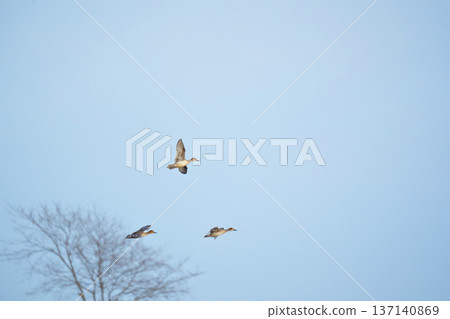 Flying Duck Flying Duck 137140869