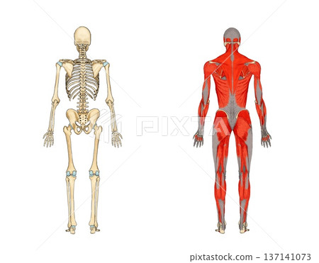 Rear view of skeleton and muscle model (blank space) Rear view of skeleton and muscle model (blank space) 137141073