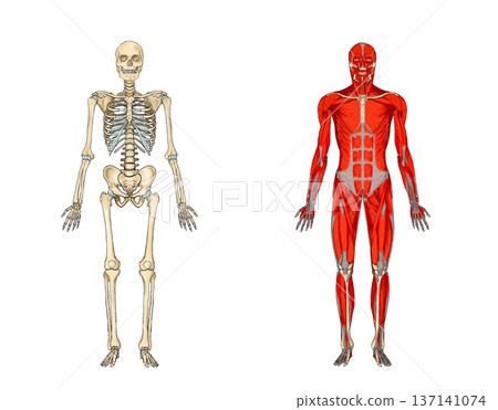 Front view of skeleton and muscle model (blank space) 137141074