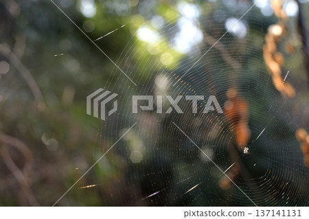 蜘蛛網上布下的隱形陷阱 01 137141131