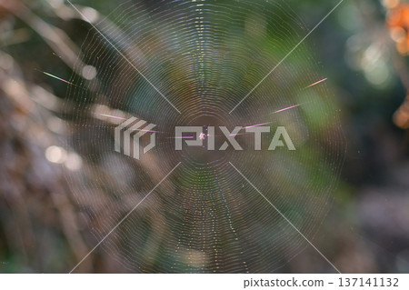 Invisible traps spun around a spider's web 02 137141132