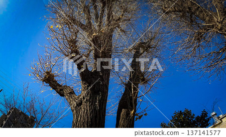 Tokyo, Adachi Ward, winter blue sky and sacred ginkgo tree, Motoyadoseki Inari Shrine Tokyo, Adachi Ward, winter blue sky and sacred ginkgo tree, Motoyadoseki Inari Shrine 137141577