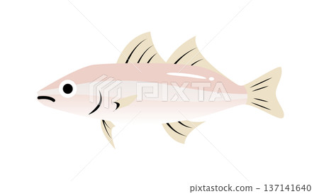 簡單可愛的比目魚（kisu）插圖，食物和魚類向量素材 137141640