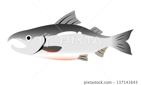 Simple and cute salmon illustration - Food and fish vector material Simple and cute salmon illustration - Food and fish vector material 137141643