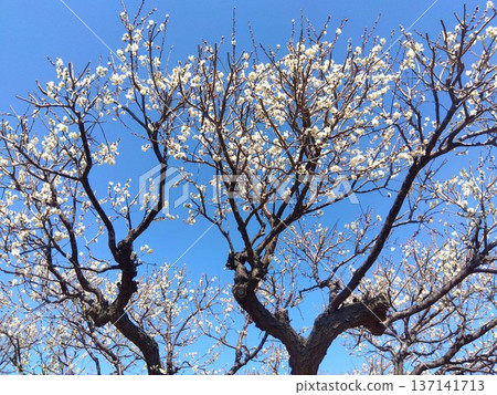 早春盛開的白梅花，映襯著藍天。 137141713
