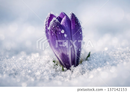 Purple Crocus Flower Blooming In White Snow Purple Crocus Flower Blooming In White Snow 137142153