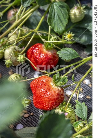 Strawberry picking strawberry fields Strawberry picking strawberry fields 137142395