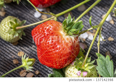 草莓採園 137142398