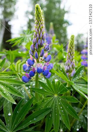 Purple lupins blooming in lush summer garden after rain. 137142510