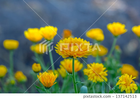 Vibrant yellow calendulas with green leaves bloom in the garden. 137142513