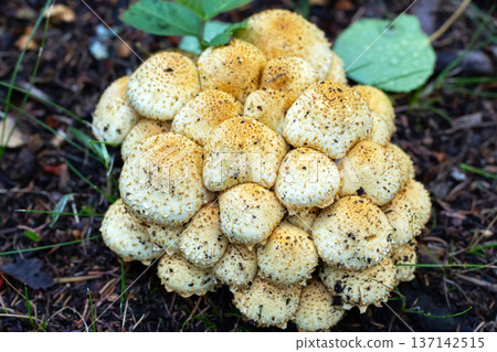 Cluster of scaly Pholiota mushrooms on forest floor. Cluster of scaly Pholiota mushrooms on forest floor. 137142515