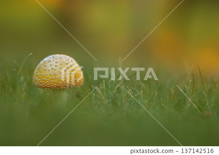 Yellow amanita muscaria mushroom in green fresh grass. Yellow amanita muscaria mushroom in green fresh grass. 137142516