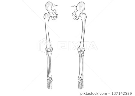 Lower limb front/back (right) Lower limb front/back (right) 137142589
