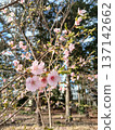 Early spring cherry blossoms in the temple grounds 137142662