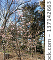 Early spring cherry blossoms in the temple grounds 137142663
