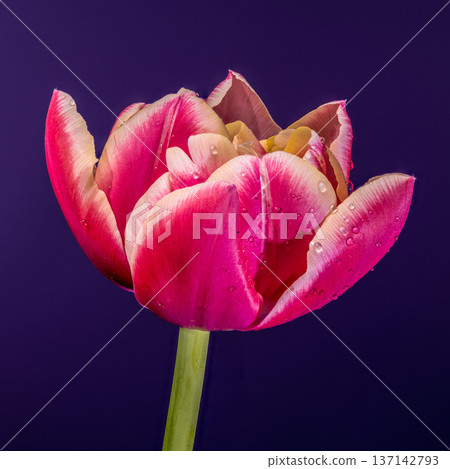 Macro Magenta Tulip Flower With Water Drops On Dark Purple Background Macro Magenta Tulip Flower With Water Drops On Dark Purple Background 137142793