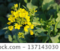 Rape blossoms blooming in the spring park 137143030