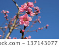Peach blossoms shine against the blue sky in a spring park 137143077