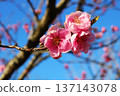 Peach blossoms shine against the blue sky in a spring park 137143078