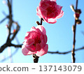 Peach blossoms shine against the blue sky in a spring park 137143079