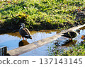 Ducks playing by the water in a spring park 137143145
