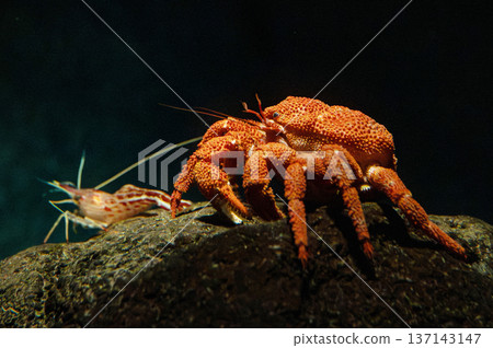 A giant spiny crab and a red prawn on a rock 137143147