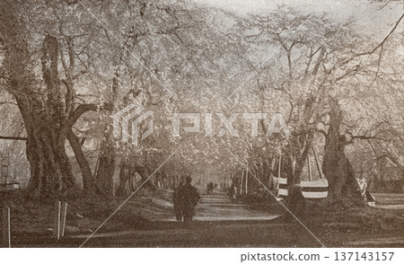 Old photo from 1926 showing cherry blossom trees at Tsutsujioka Park in Sendai Old photo from 1926 showing cherry blossom trees at Tsutsujioka Park in Sendai 137143157