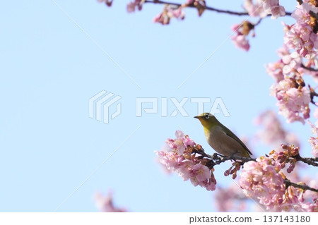A cute yellow-green Japanese white-eye bird against the blue sky in spring A cute yellow-green Japanese white-eye bird against the blue sky in spring 137143180