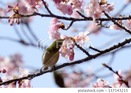 一隻繡眼鳥正在櫻花樹上吸食花蜜。春日景象。藍天背景。 137143215