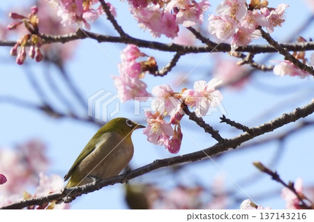 一隻繡眼鳥正在櫻花樹上吸食花蜜。春日景象。藍天背景。 137143216