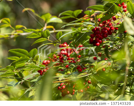 Nandina berries growing in the mountains 137143320