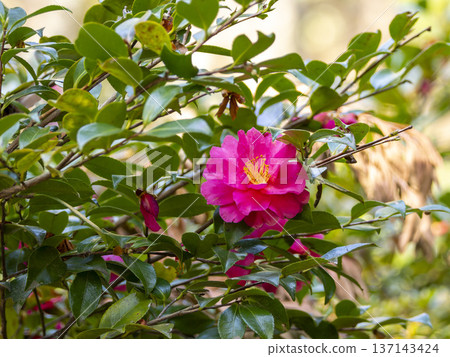 Camellia blooming in the mountains 137143424