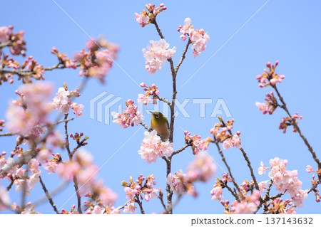 Cute yellow-green Japanese white-eye bird Spring landscape Blue sky background Cute yellow-green Japanese white-eye bird Spring landscape Blue sky background 137143632