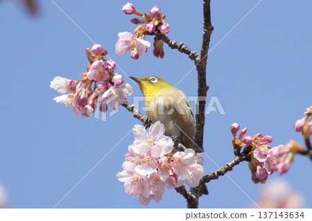 Cute yellow-green Japanese white-eye bird Spring landscape Blue sky background Cute yellow-green Japanese white-eye bird Spring landscape Blue sky background 137143634