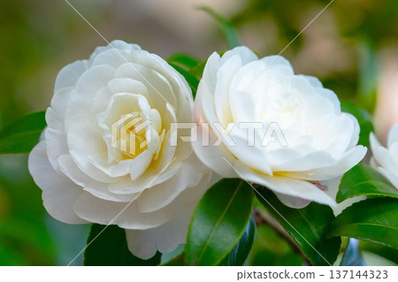 Flowers around the house, various in all seasons. White flowers have bloomed on the garden fence. Beautiful and pure camellia flowers. Flowers around the house, various in all seasons. White flowers have bloomed on the garden fence. Beautiful and pure camellia flowers. 137144323